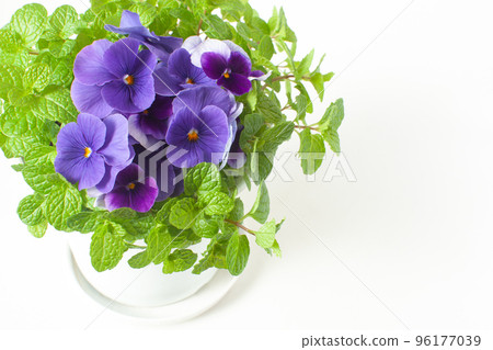 紫花中提琴和薄荷 紫花中提琴和薄荷 96177039