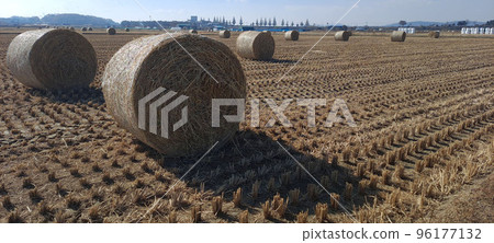 一群稻牛在秋田收割後在稻田上覓食的獨特景觀。 一群稻牛在秋田收割後在稻田上覓食的獨特景觀。 96177132