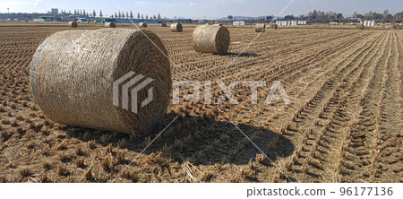 一群稻牛在秋田收割後在稻田上覓食的獨特景觀。 96177136