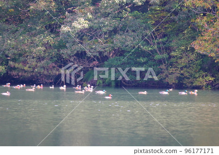 秋天池塘里的水禽 96177171