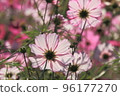 cosmos flower shining in the light 96177270