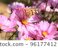 Cosmos flowers with butterflies flying around 96177412