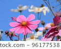 Cosmos flowers shining in the blue sky 96177538