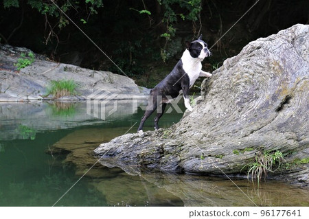 A cute Boston terrier, Mighty-kun, looking up at the top of the rocks of the Toki River in Tokigawa Town, a popular spot for playing in the river. A cute Boston terrier, Mighty-kun, looking up at the top of the rocks of the Toki River in Tokigawa Town, a popular spot for playing in the river. 96177641