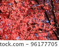 Japanese maple leaves shining red in the morning sun 96177705