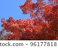 Autumn leaves of a maple shining in the blue sky 96177818