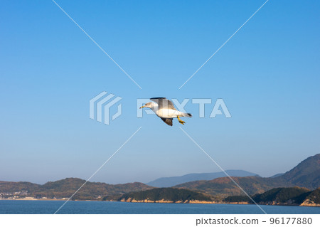 Feeding seagulls on a boat in the Seto Inland Sea Feeding seagulls on a boat in the Seto Inland Sea 96177880