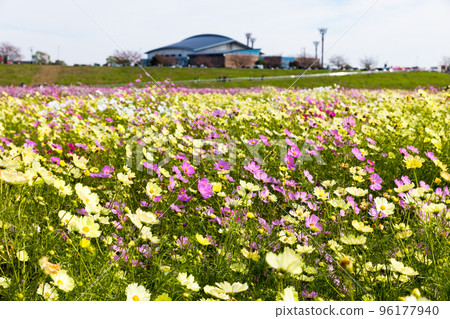 埼玉縣Konosu市吹上波斯菊田 埼玉縣Konosu市吹上波斯菊田 96177940
