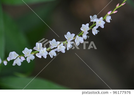 The inflorescence of Sakuratade with white flowers lined up like hairpins is beautiful. 96177976