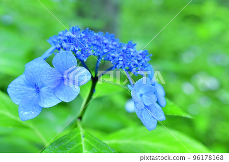 Close-up of blue hydrangea Close-up of blue hydrangea 96178168