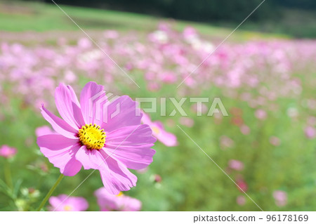 Pink cosmos group and big cosmos on green background Pink cosmos group and big cosmos on green background 96178169