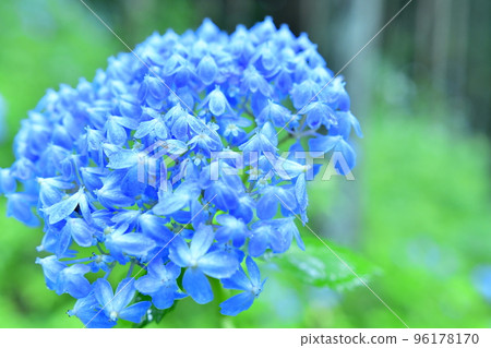 Beautiful hydrangea with improved breeding 96178170