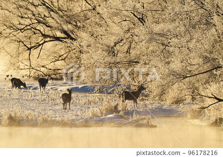 A flock of rime and sika deer dyed in the morning sun (Tsurui, Hokkaido) A flock of rime and sika deer dyed in the morning sun (Tsurui, Hokkaido) 96178216