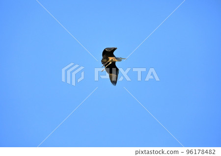 Young gray heron flying in the blue sky background 96178482