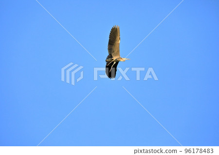 Young gray heron flying in the blue sky background Young gray heron flying in the blue sky background 96178483