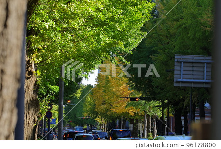 橫濱的銀杏樹 橫濱的銀杏樹 96178800