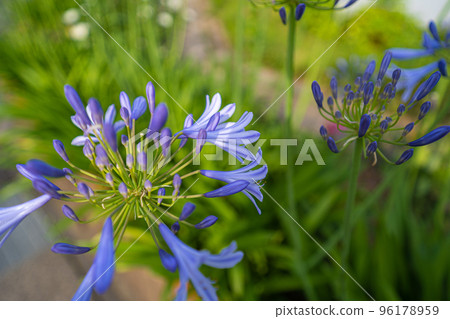 characteristic flower, blue agapanthus 96178959