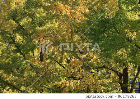 Ginkgo biloba 96179265