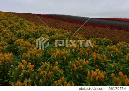 Tohoku, Miyagi, Kami-gun, Kami-cho, Yakurai Garden: Seasonal flowers and gardens in nature Tohoku, Miyagi, Kami-gun, Kami-cho, Yakurai Garden: Seasonal flowers and gardens in nature 96179754