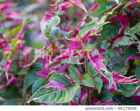 具有美麗葉色的 Ilechine lindenny 96179986