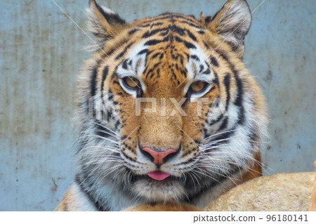 Amur Tora Amur Tora 96180141