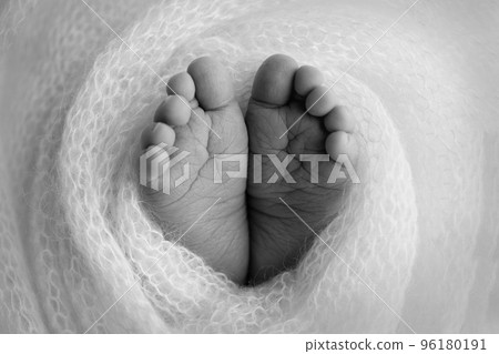 Soft feet of a newborn in a woolen blanket Close-up of toes, heels and feet of a baby.The tiny foot of a newborn. Baby feet covered with isolated background. Black and white studio macro photography. Soft feet of a newborn in a woolen blanket Close-up of toes, heels and feet of a baby.The tiny foot of a newborn. Baby feet covered with isolated background. Black and white studio macro photography. 96180191