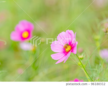 Autumn scenery Honeybees sucking nectar from pretty and cute colorful cosmos Autumn scenery Honeybees sucking nectar from pretty and cute colorful cosmos 96180312