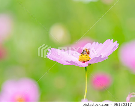 Autumn scenery Honeybees sucking nectar from pretty and cute colorful cosmos Autumn scenery Honeybees sucking nectar from pretty and cute colorful cosmos 96180317