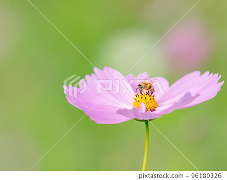 Autumn scenery Honeybees sucking nectar from pretty and cute colorful cosmos Autumn scenery Honeybees sucking nectar from pretty and cute colorful cosmos 96180326