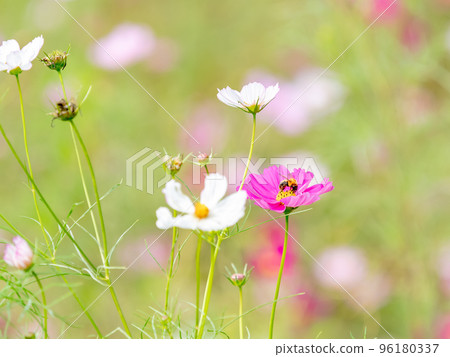 Autumn scenery Honeybees sucking nectar from pretty and cute colorful cosmos 96180337