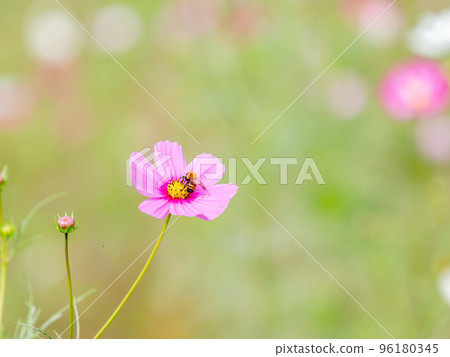 Autumn scenery Honeybees sucking nectar from pretty and cute colorful cosmos Autumn scenery Honeybees sucking nectar from pretty and cute colorful cosmos 96180345