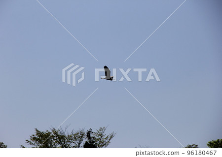 灰鷺/飛越樹 96180467