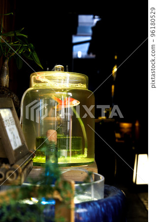 Goldfish at Kyoto Alley Aquarium 96180529