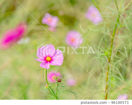 Autumn scenery: cute and colorful cosmos Autumn scenery: cute and colorful cosmos 96180571