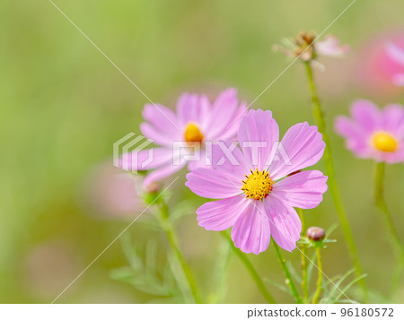 Autumn scenery: cute and colorful cosmos Autumn scenery: cute and colorful cosmos 96180572