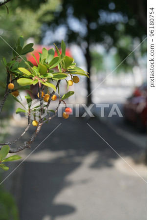 Strawberry tree by the roadside 96180754
