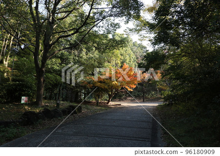 Autumn walking path Autumn walking path 96180909