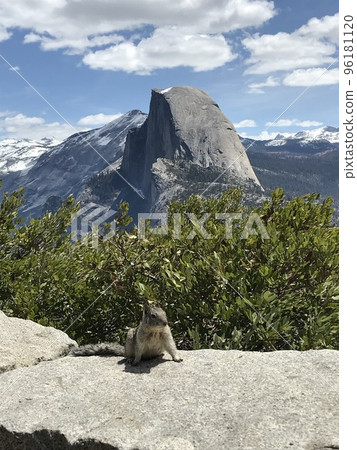 A squirrel poses in front of Half Dome in Yosemite National Park A squirrel poses in front of Half Dome in Yosemite National Park 96181120