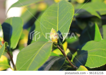 Close-up of camellia leaves and buds Close-up of camellia leaves and buds 96181216