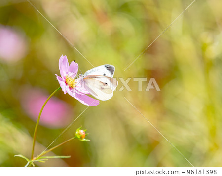 Autumn scenery A white butterfly sucking nectar from a pretty and cute colorful cosmos 96181398