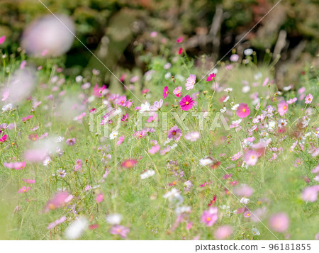 Autumn scenery: cute and colorful cosmos 96181855