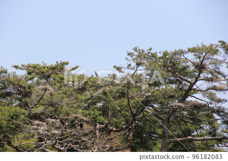 A gray heron and a great cormorant/They live together building a nest on the same pine tree A gray heron and a great cormorant/They live together building a nest on the same pine tree 96182083