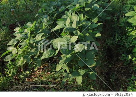 Growing green soybeans Location: Kitchen garden (Yamato City, Kanagawa Prefecture) Growing green soybeans Location: Kitchen garden (Yamato City, Kanagawa Prefecture) 96182084
