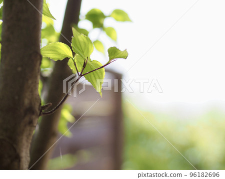 南歐式拱門的庭院,木柵欄和赤土地板的庭院,日本山茱萸樹和新鮮的綠色植物 南歐式拱門的庭院,木柵欄和赤土地板的庭院,日本山茱萸樹和新鮮的綠色植物 96182696