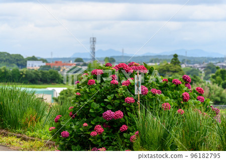 紅色的繡球花（在農村稻田裡開得很漂亮） 96182795