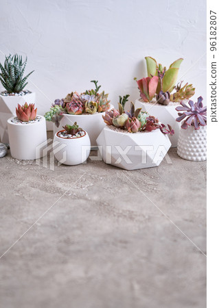 pots with groups of houseplants on concrete table - Echeveria and Pachyveria opalina Succulents 96182807