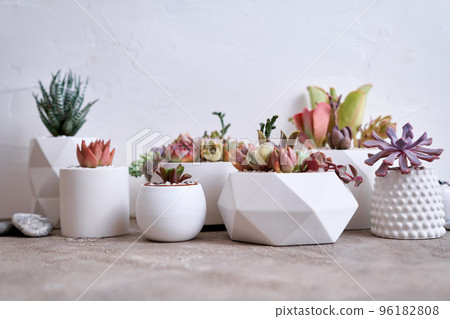 pots with groups of houseplants on concrete table - Echeveria and Pachyveria opalina Succulents 96182808