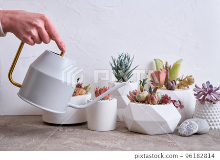 pots with groups of houseplants on concrete table - Echeveria and Pachyveria opalina Succulents 96182814