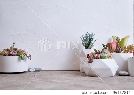 pots with groups of houseplants on concrete table - Echeveria and Pachyveria opalina Succulents 96182815