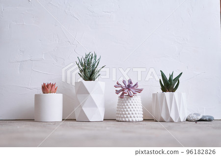 pots with groups of houseplants on concrete table - Echeveria and Pachyveria opalina Succulents 96182826